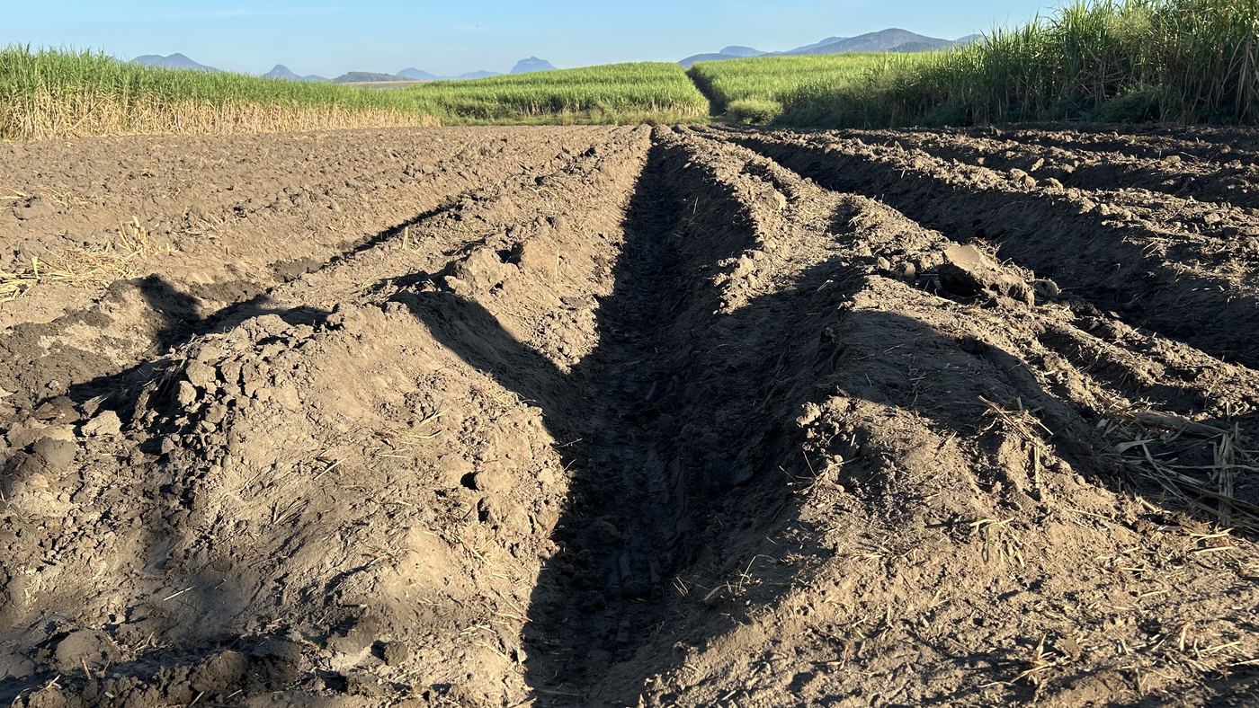 Sulcos de plantio abertos em solo preparado, com canavial e serra ao fundo